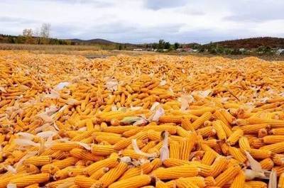 一纸合格证，守护“菜篮子”安全——食用农产品合格证试行一周年市场观察