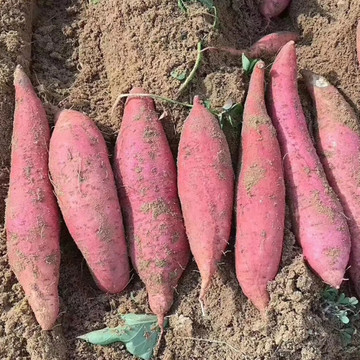 六鳌蜜薯 产地直供，优质食用农产品批发与一件代发指南